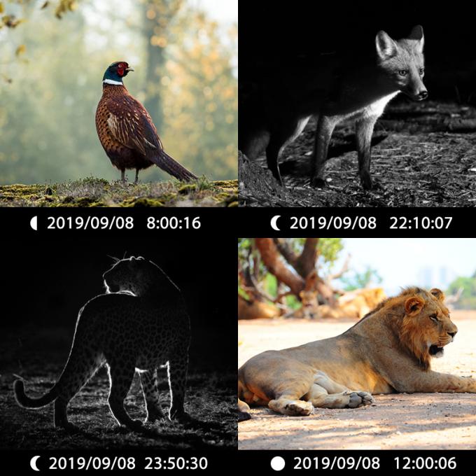 Infrarood Jachtcamera 30MP1080P Dual-lens Wildcamera's voor Buiten Wildval Waterdicht 940nm IR Camera 6