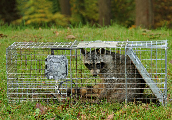 Draadloze HD Jachtcamera's