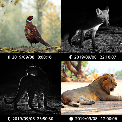 Dual lens verborgen camera KW696 OEM/ODM 0.4s trigger 1080P/30MP waterdicht IP67 100ft nachtbereik voor de jacht op wilde dieren
