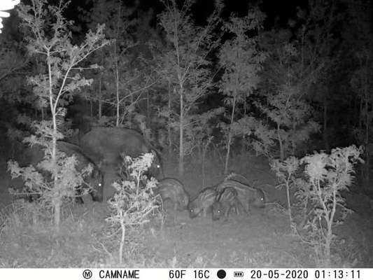 Game Camera KW571 met waterdicht IP67 No-Glow CMOS Sensor 30MP foto 1080P 0.25s trigger snelheid nachtzicht