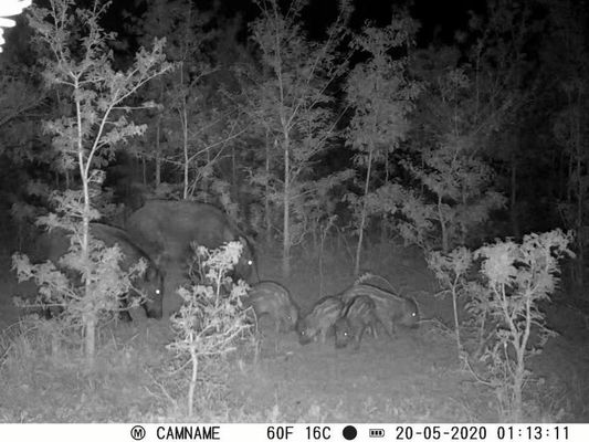 IP67 No-Glow Jachtcamera met 450mm Micro Lens Support en 1s-60m Interval HD Jachtcamera's