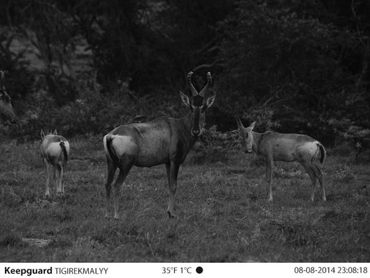 Volledige van de de Spelencamera van HD 1080P 12MP Stealth Cam Hunting van de de Nachtvisie de Sleepcamera