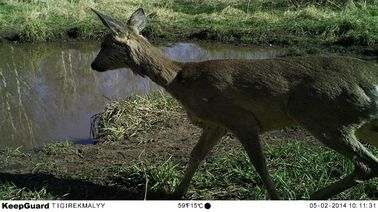 Kleine dag en nacht Infrarode van het de Sleepspel van de het Wildcamera de Camera'sweee Goedkeuring